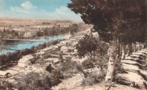 coniferes de la cote