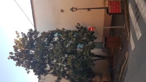 magnolia rue caillassou